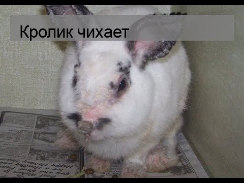 Кролик чихает