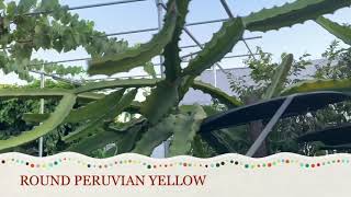 Dragon Fruit: Peruvian Yellow Dragon Fruit Plant: ROUND vs. OBLONG Varieties. Peruvian Yellow Dragon Fruit