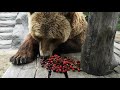 Медведь Мансур завтракает вишней и голубикой