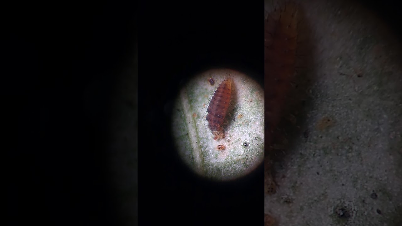 Biological Control: larva of spider mite destroyer beetle, Stethorus, feeding on spider mites.