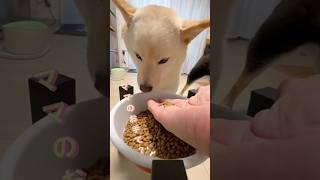 【3匹の柴犬】るーちゃんに異変が‼️ママのお手て拒否❓ちゃんとご飯食べたかな？#shorts #柴犬 #しばいぬ #shibainu