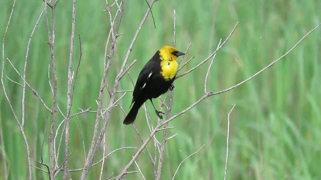 Yellow Headed Blackbird