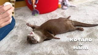 カワウソコタローとハナ　スゴ技「ボール持ってきて」は今も出来るのか？　Otter Kotaro&Hana Can You Still Play Fetch Ball Now?