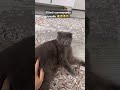 😸😽🐱#keşfet #cat #kesfeteyyiz #shorts