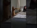 Cat Plays Trumpet Alarm Clock & Hooman LOSES IT 🎺😱🐱 #shorts #cats