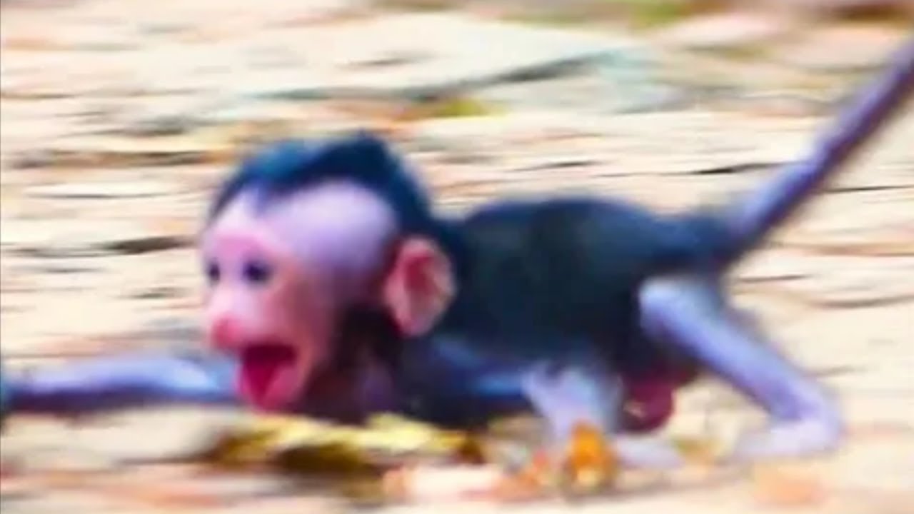 Br0ken Heart Neewly Baby Screaming When Mother Is Dragging Tail On the Ground