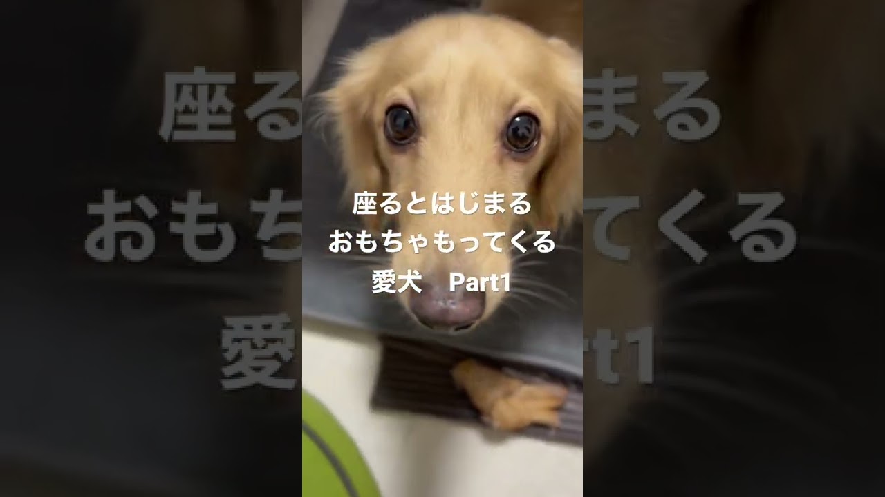 座った瞬間 おもちゃ持ってくる愛犬 Part1 Youtube