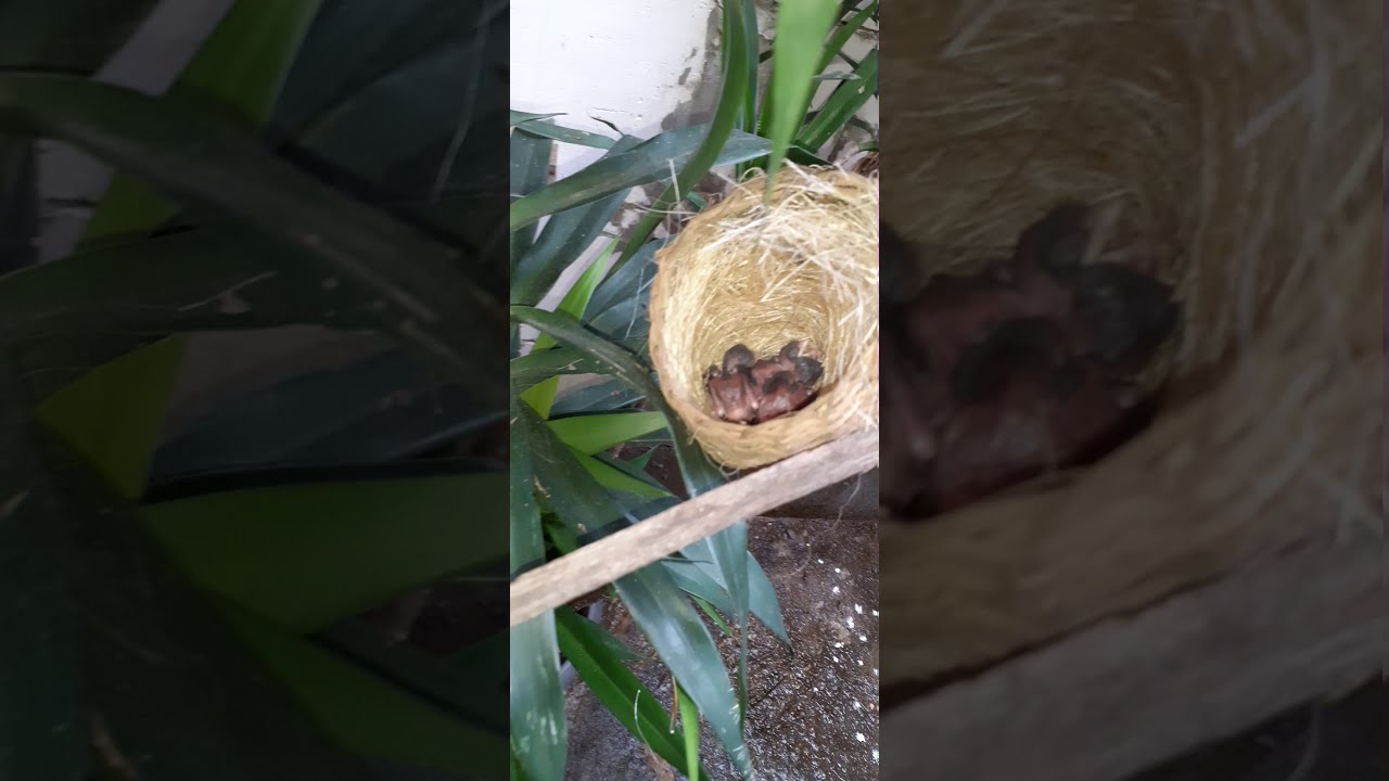 Burung Ciblek akhirnya netes juga... 