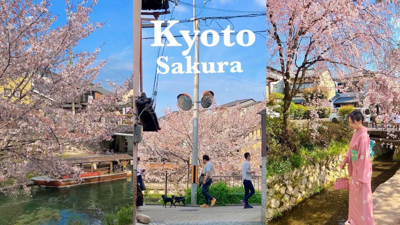 교토 벚꽃여행 3월에 가면 생기는 일🌸 지브리 감성 명소 모음 zip.🫧