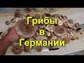 ✔️В лес за грибами! Грибы в Германии! To the woods for mushrooms! Mushrooms in Germany!