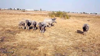 Buffalos want to chase