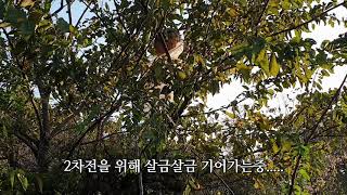 말벌을 잡는데...  등검은말벌을 응징하는데..
