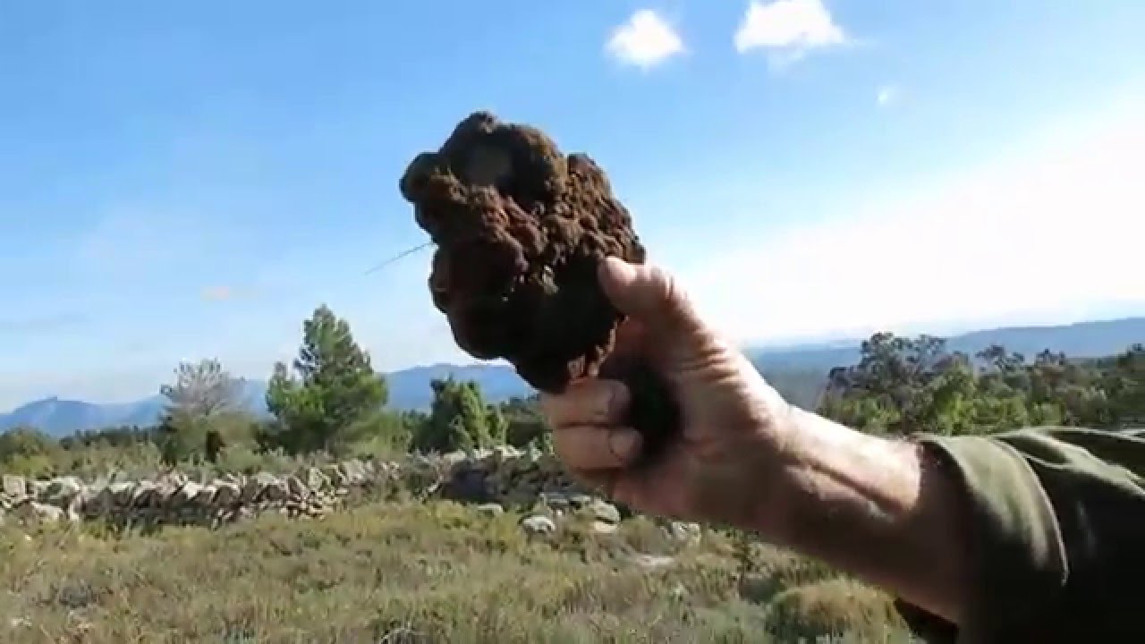 Una gran trufa natural