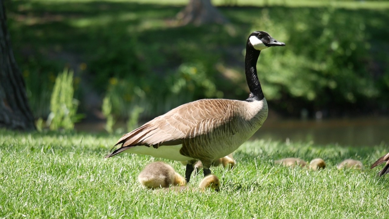 camera iphone 8 plus apk Goslings Gage Park May 8th Part 3