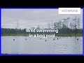 Experience Estonia – Wild swimming in a bog pool