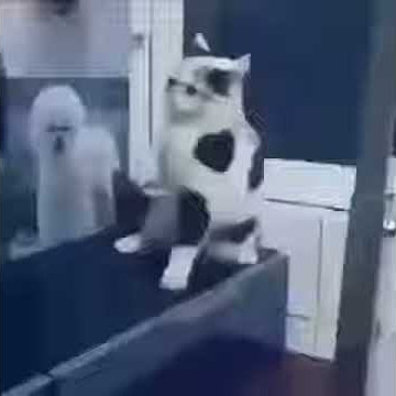 Dj terbaru apa yang merasuki mu versi kucing