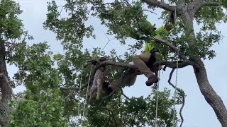 FWC officials investigate after deceased bobcat discovered in Safety Harbor neighborhood