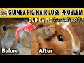 Guinea pigs hair fall problem and treatment  guinea pig neck hair loss and treatment