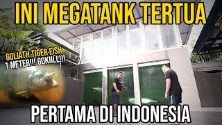 GREBEK MEGATANK TERTUA DI INDONESIA!!! - ISINYA PREDATOR MONSTER!!! CUANTIK BANGET!!!