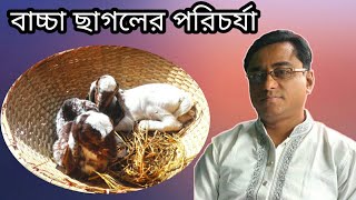 বাচ্চা ছাগলের পরিচর্যা | কিভাবে ছাগলের বাচ্চাকে পরিচর্যা করতে হয় |  Baby goat