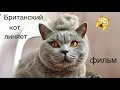 Терпеливый кот или Как  вычесать британского кота фурминатором  | British cat HARRY short film