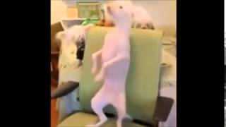 The Dog is a Beyonce fan VINE   7 30 2014 @CelebrityMontages