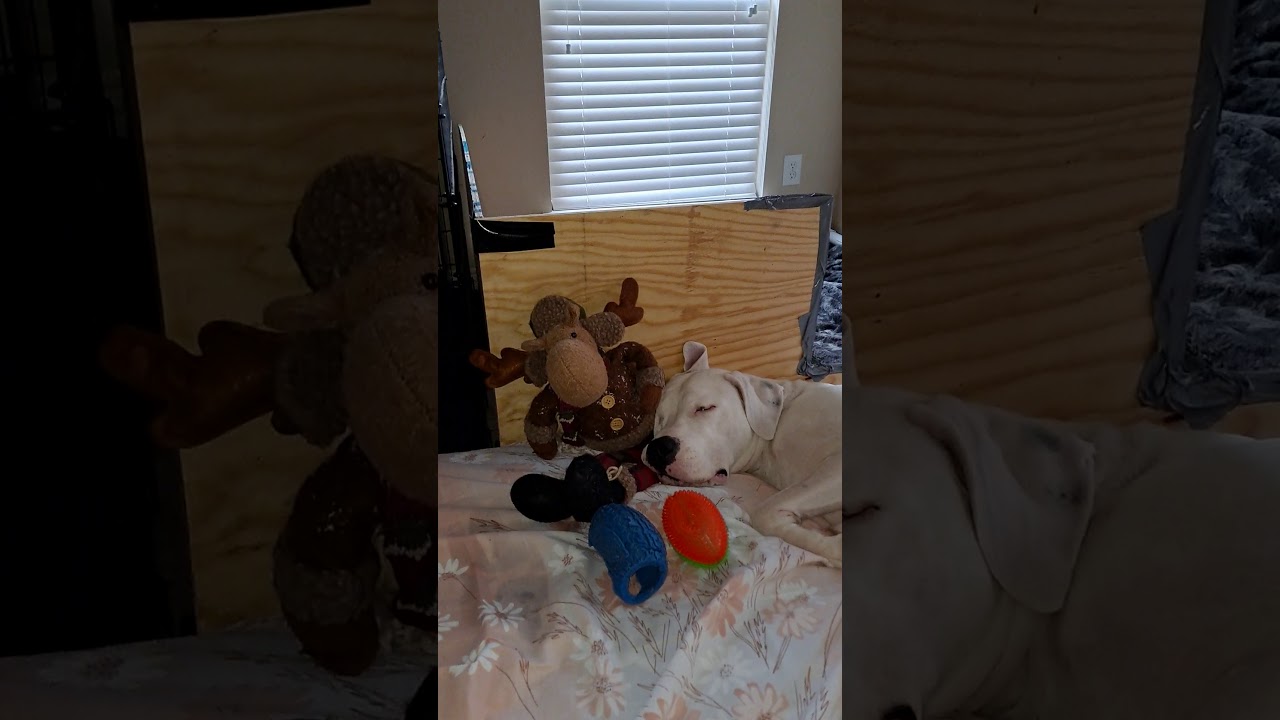 Dog going into labor! (Stage 1)