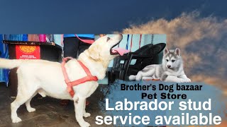 Labrador stud service available Brother's Dog bazaar BDB khatushyamji by BDB Brother's Dog Bazaar 131 views 3 years ago 57 seconds