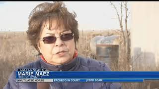 Horse Found mutilated in El Paso County