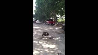 Pit Bull Atacando Cobra