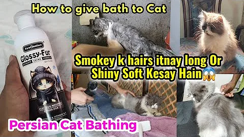 Watch the video about How to give bath to a cat | Persian Cat ko kaise nahlaye | Easy way to bath to cat || Cat shampoo