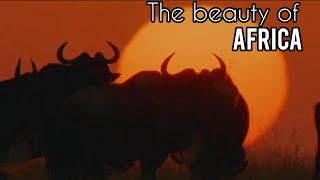 The Beauty of Africa | The ultimate Safari Experience