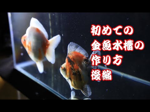 初心者のための金魚水槽の作り方後編 Youtube