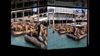 Up Close and Personal with the Pier 39 Sea Lions by Adventures with Angus 25 views 1 year ago 43 seconds