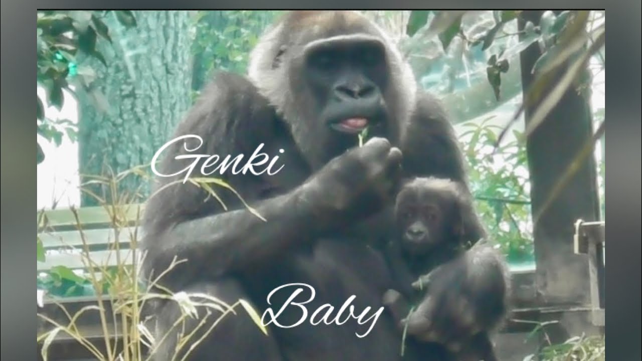 Genki Mama положила малыша на пол и, поддерживая его обеими руками, проверяла его рост 🦍👶