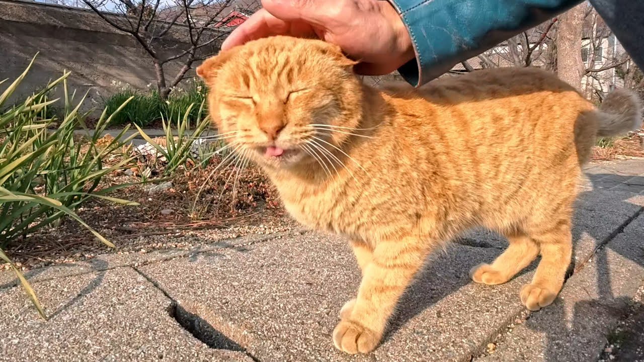 I Was Walking at the Harbor When a Cat Came Toward Me… So I