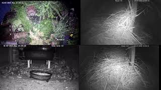 20230731 Live hedgehogs