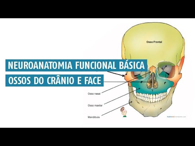 Maxilar: anatomia, principais causas de dor e muito mais