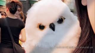"Owls: Adorable Pets & Wild Spirits | Calming Music & Nature Talk" screenshot 4
