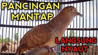 MANTAP❗ SUARA PERKUTUT BANGKOK GACOR AMPUH UNTUK PANCINGAN PERKUTUT LAIN AGAR BUNYI