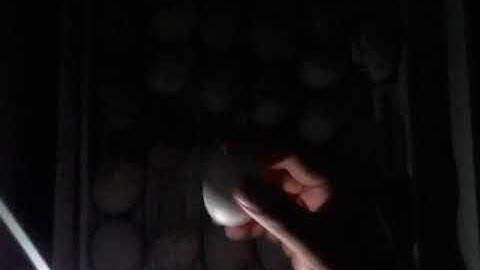 Day 15 - Duck Egg Candling