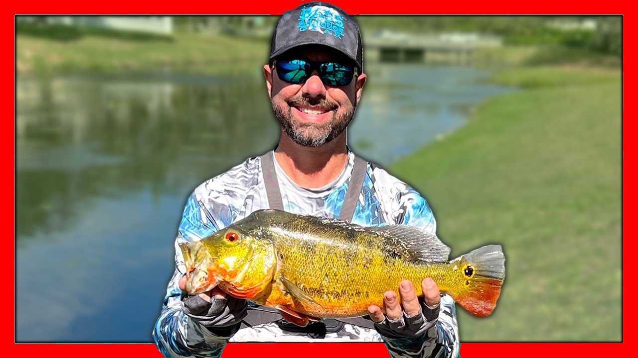 Peacock Bass Fishing West Palm Beach Florida. Catching My Pb Peacock  The Palm Beach Slam!!!