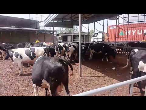 Horsiisuun Lowan Jamusii Aannani Baddu Dhadhaa