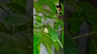 #tournerdanslevide #music #song #youtubeshort #bird #sitting #ontree #nighttime #birdwatching #cute