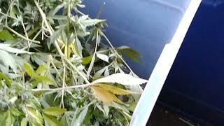 Harvest With Hashman Part 2