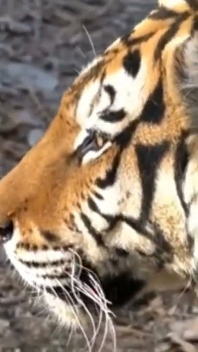 Sumatra's Last Tiger I Pulau Sumatra #2 #shorts #animals