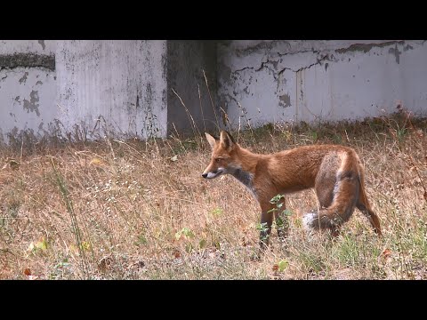 Осторожно! Лисы в городе.