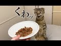 【検証】爆睡中の猫にごはんを近づけたら予想の斜め上すぎる反応でした…