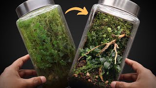 Transforming the Moss wall terrarium after 2.5 years