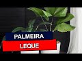 PALMEIRA LEQUE: Veja como harmonizar e deixar seu ambiente mais aconchegante!